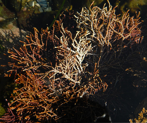 Seaweed in a tide pool at Botanical Beach on Vancouver Island, Canada