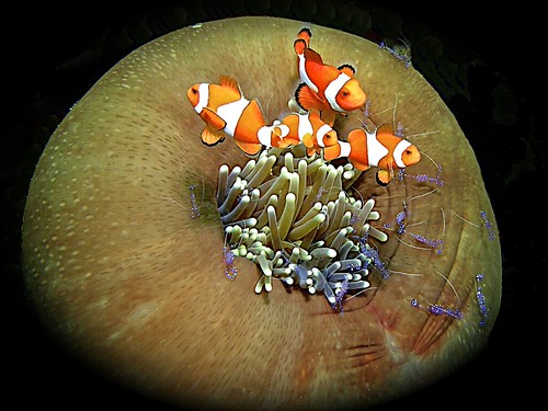 Raja Ampat