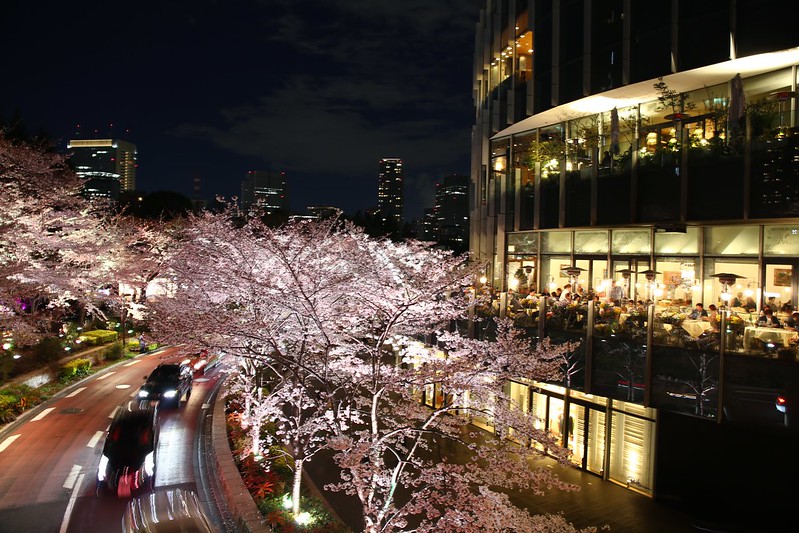 夜晚的六本木櫻花車道