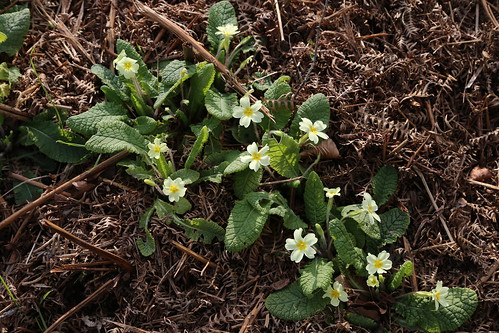 Primroses near Frant Primula vulgaris