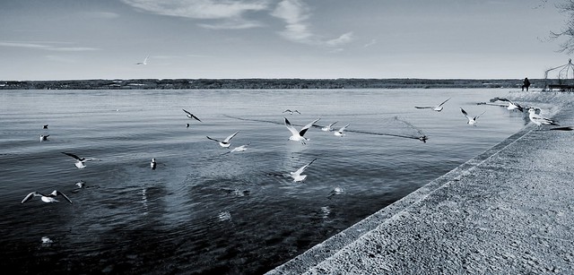 Seagulls at the Ammersee