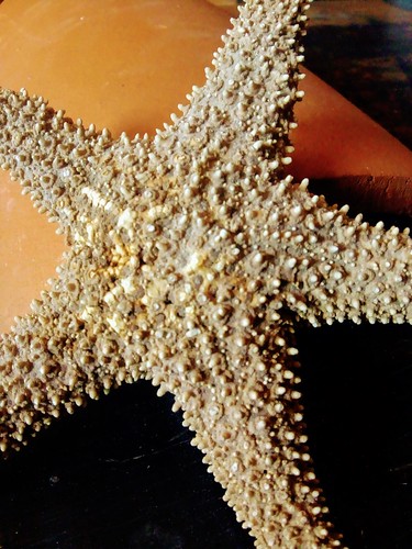 Estrella de Mar. | Foto que nos deja ver una estrella de mar… | Flickr