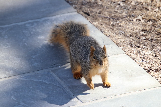 Fox Squirrels on a Sunny, Spring Day at the University of Michigan - March 27th, 2019