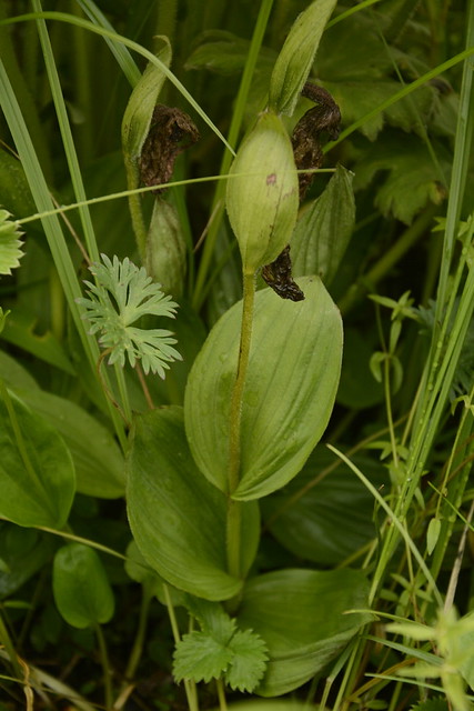 Cypripedium himalaicum (2)