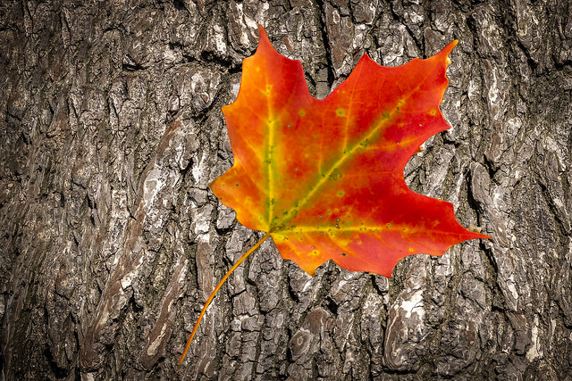 Red Maple Leaf On Oak Tree Bark (Explored)