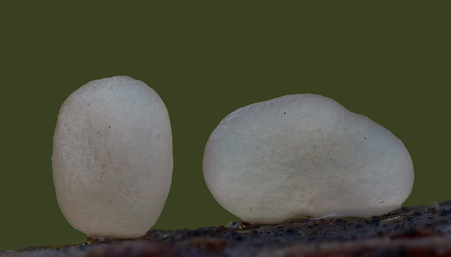 Typhula phacorrhiza - sclerotium