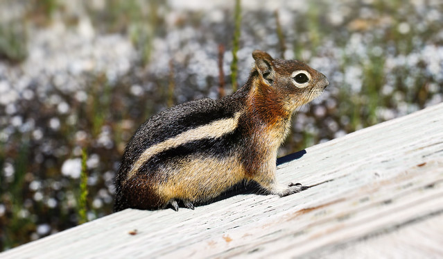 Teton Squirrel - Grand Teton National Park - Wyoming - USA