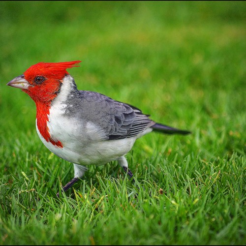 local resident | by stanaskew