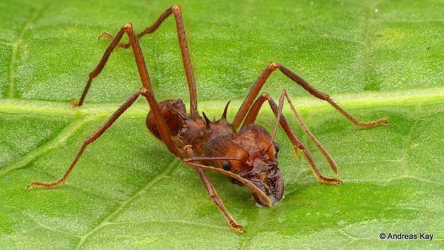 Leafcutter ant, Atta sp.