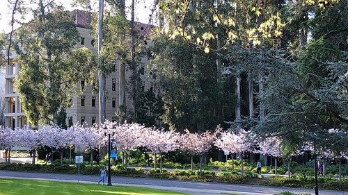 Cherry Blossom Time on Campus