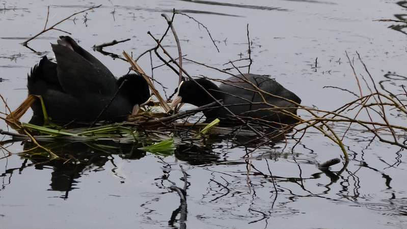 Nest-building coots,  late January, Anglers Pool, Perton