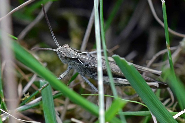 Common Field Grasshopper ... Chorthippus brunneus