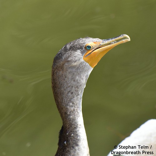 DSC_1003_Juvenile double-crested cormorant face