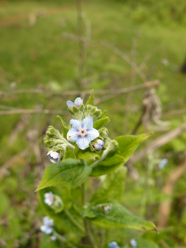 boraginaceae blue flower mount kenya inflorescence