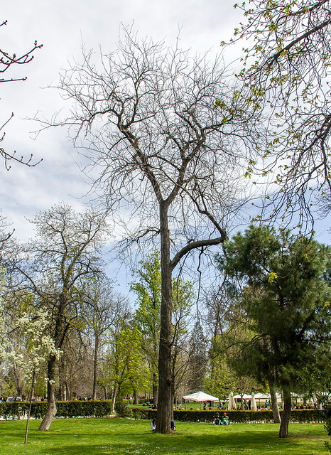 arbol Robinia Pseudoacacia Senda Jardin mas antiguo del Parque El Retiro Madrid