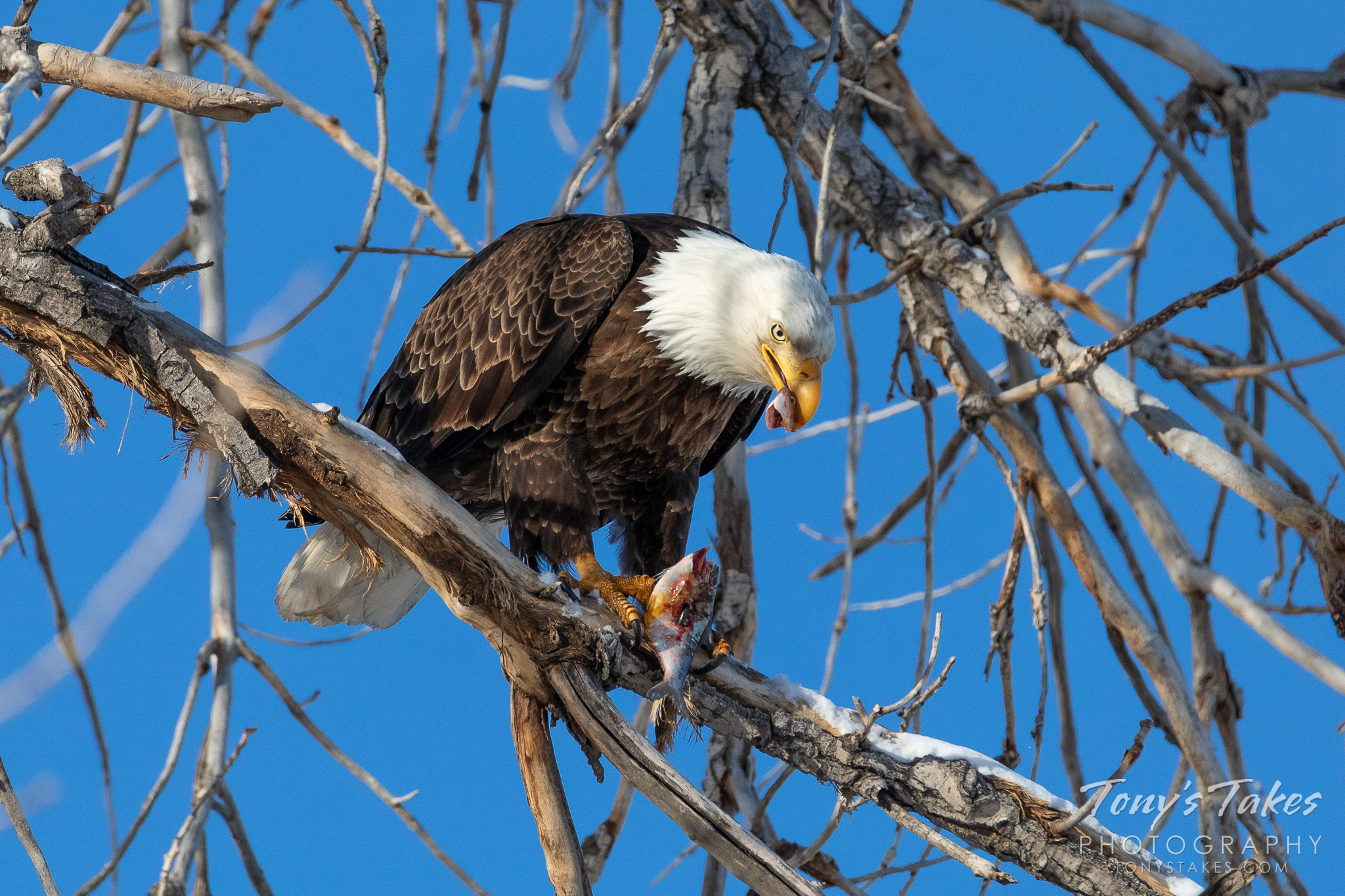 A bald eagle dines on a fish it caught from a pond in Adams County, Colorado. (© Tony’s Takes)