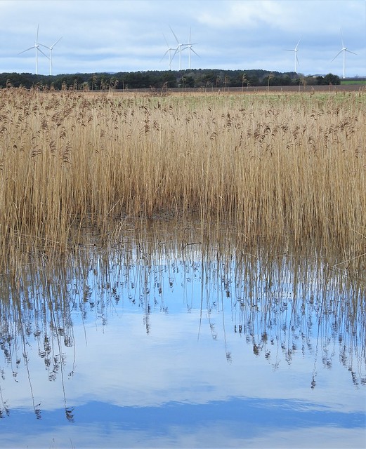 Reed Bed Reflections - East Chevington