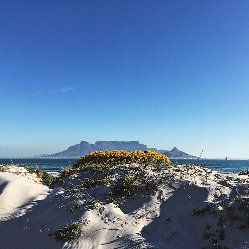 flowers westcoast blouberg bloubergstrand capetown westerncape southafrica 2017 iphone iphonography iphonese table mountain sea beach sand dunes pretty scene view