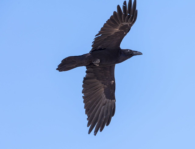 American Crow (Corvus Brachyrhynchos)