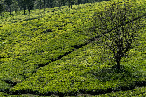 arbres plantationsdethé végétation paysage coonoor tamilnadu inde ind