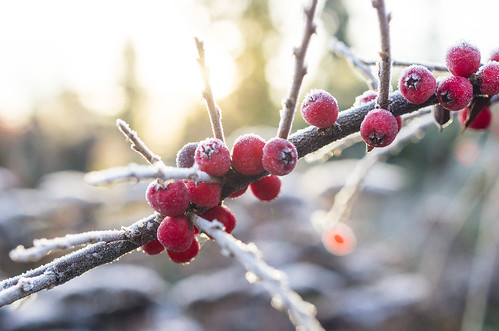 frost berry berries red frozen freeze ice morning sunrise macro plant pnw pacificnorthwest washington washingtonstate kirkland pentax k5iis 35mm bright sunny winter