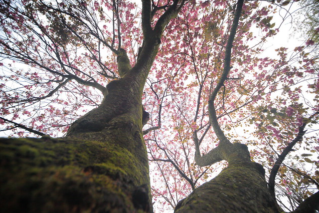 Prunus campanulata, Iwamoto Mountain Park