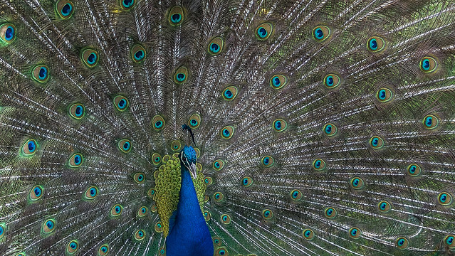 Peacock display at Walton Hall