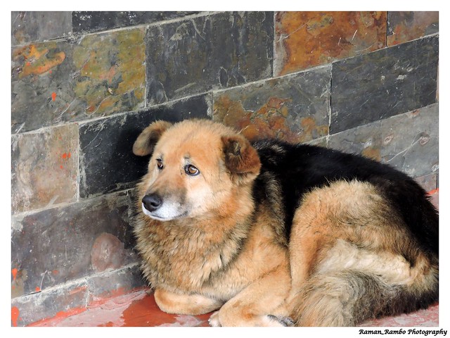 Shimla Trip 2016 - Furry dog