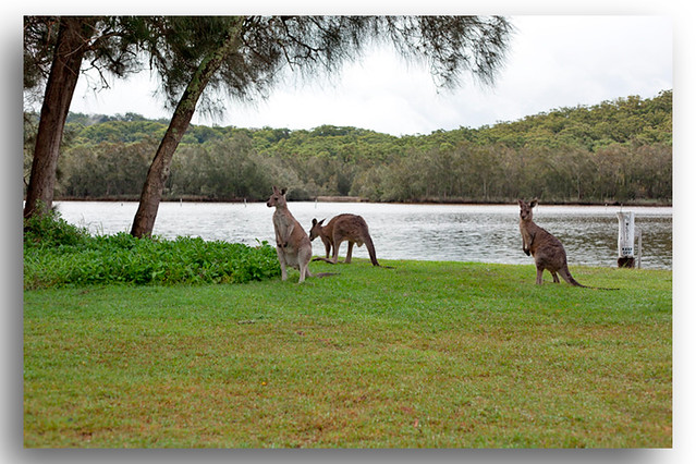 Kangaroos New South Wales South Coast Australia