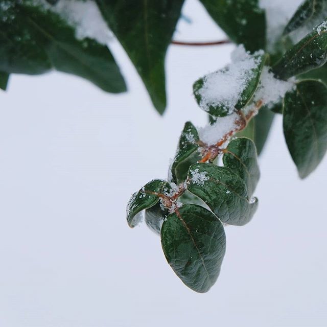 Once upon a winter ❄️... . . . . . #vsconature #snow #winter #wintertime #snowyday #green #leaves #undercover #undersnow #arad