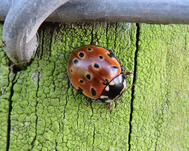 Eyed Ladybird, near Talkin Tarn, 22 February 19