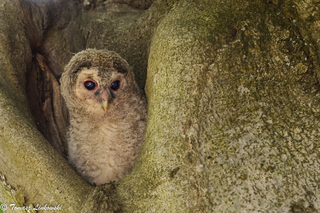 Tawny owl (Strix aluco) – puszczyk zwyczajny