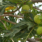 Breadfruit (Artocarpus altilis) Brotfruchtbaum