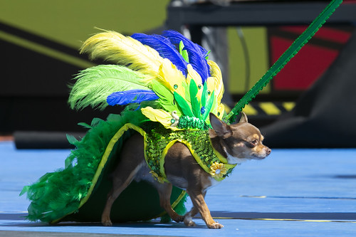 monte Vesubio Plano Reina El Carnaval Canino congrega cada año en Santa Catalina a una multitud de  amantes de las mascotas