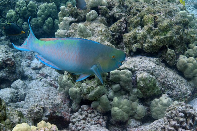bullethead parrotfish: Chlorurus spilurus