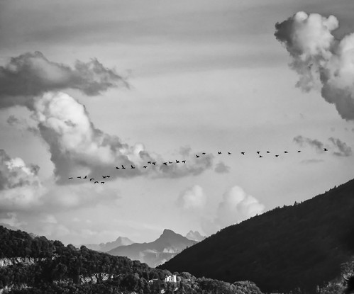 bw birds flying mountain clouds forest migration