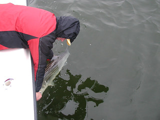 Photo of man Releasing a striped bass over the side of a boat