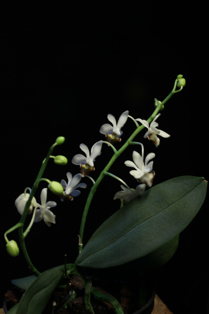 Phalaenopsis lobbii 47547875201_4cd1c86549_b