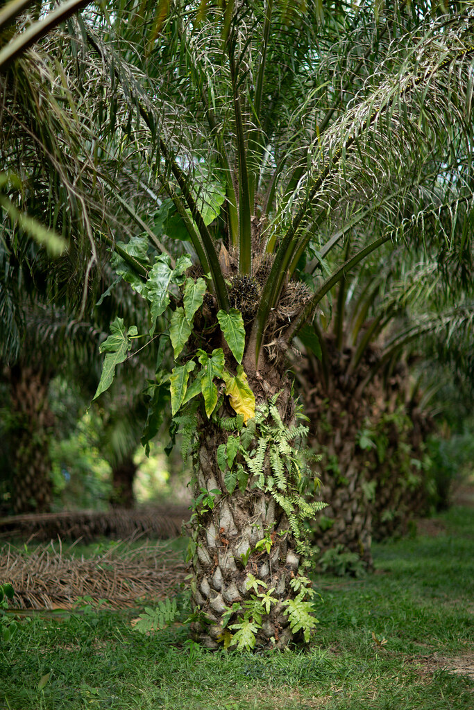Oil palm crops on the way to the Nolberth hamlet.
