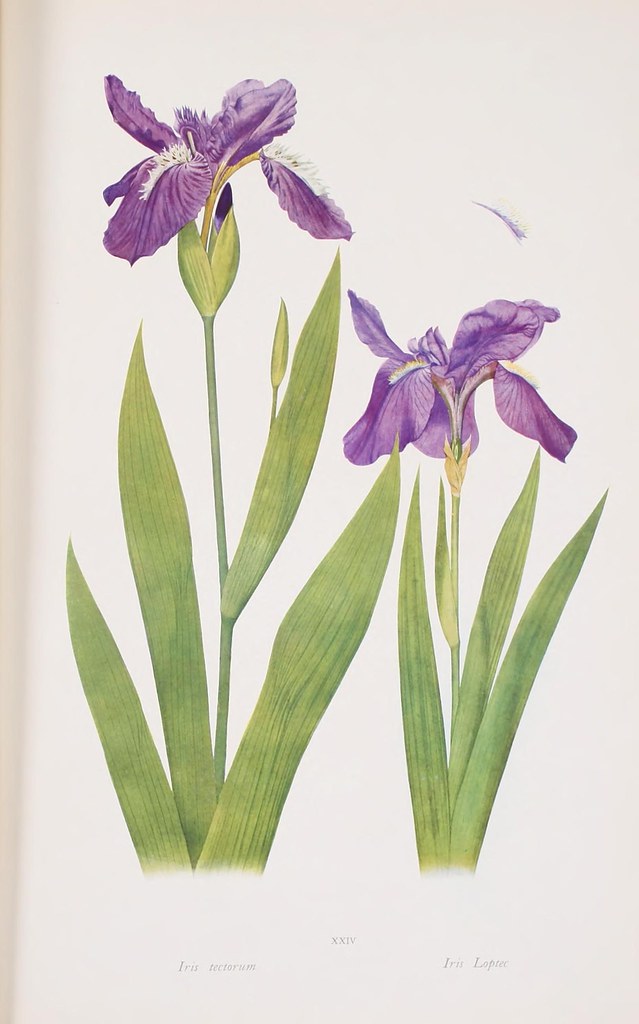 n202_w1150 | The genus Iris /. Cambridge [Cambridgeshire] :T… | Flickr