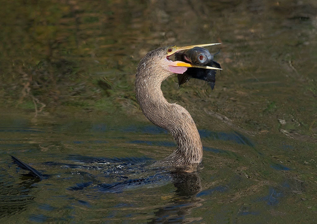 Female Anhinga and her catch, Shark Valley, Everglades N.P. Florida.