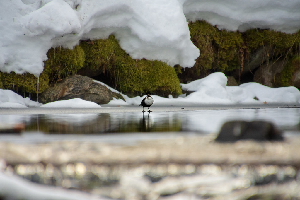 White-throated dipper | Koskikara Cinclus cinclus | Flickr