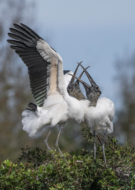 Wood Stork Courtship