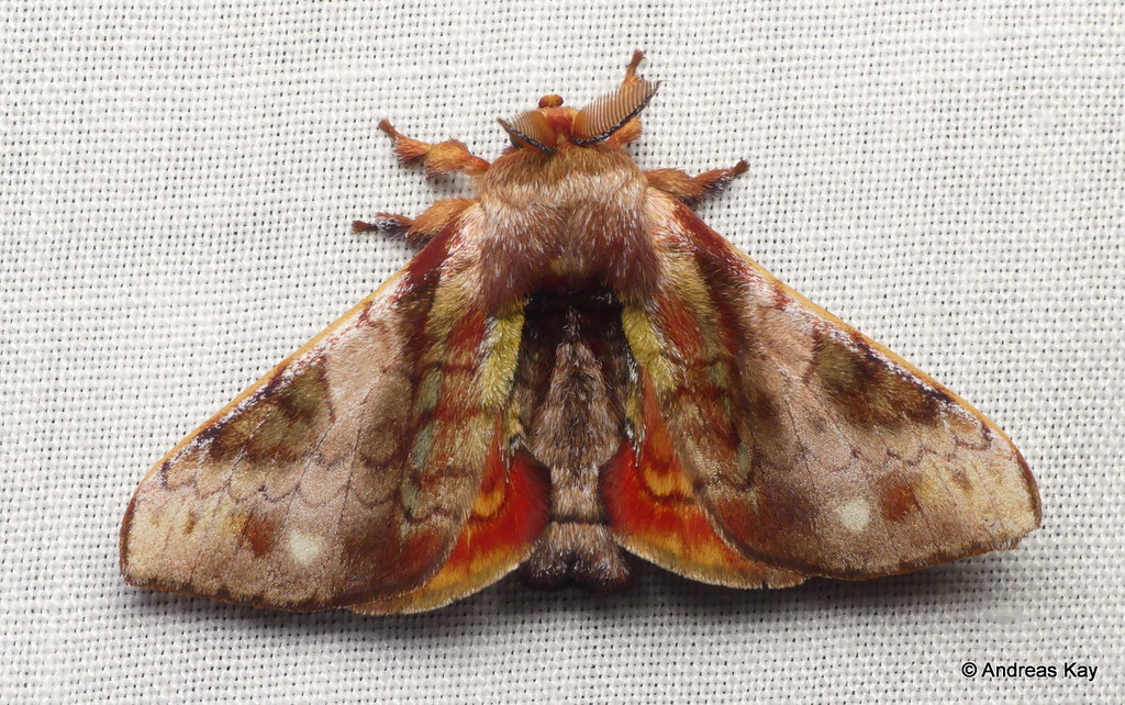 Silkworm Moth, Epia picta, Bombycidae