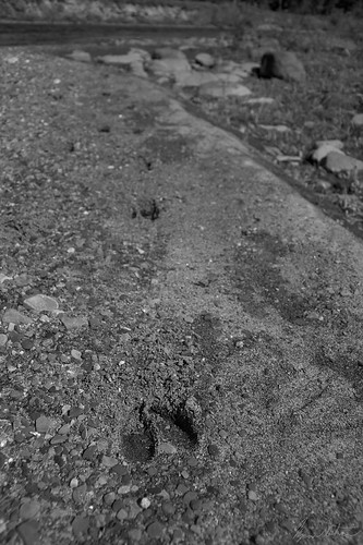 deer sand tracks