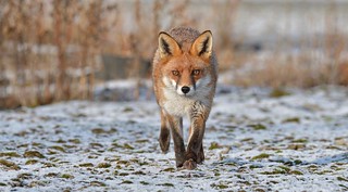 Red Fox | by KHR Images