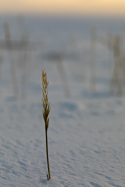 Close-up of Sea Lyme Grass in snow in winter