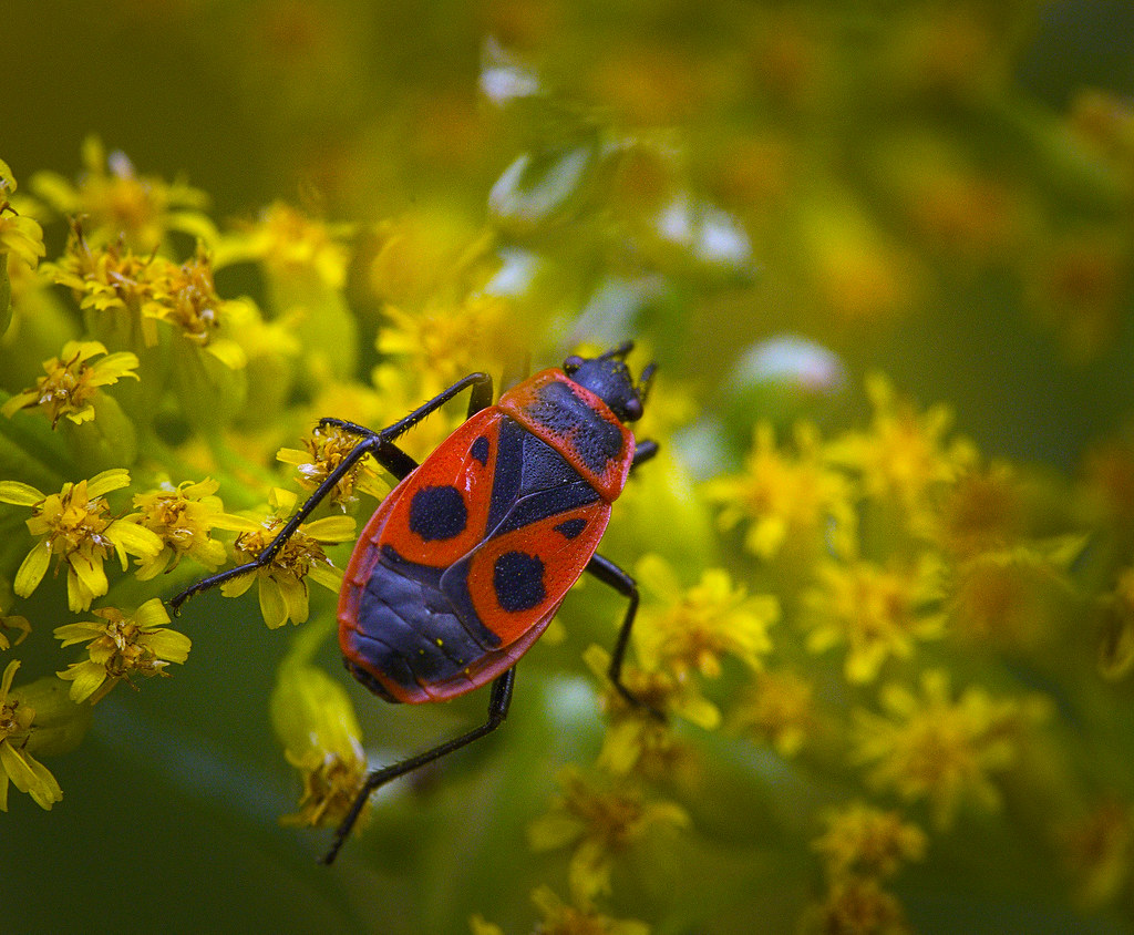 Firebug | Firebug (Pyrrhocoris apterus) perched on a bloomin… | Flickr