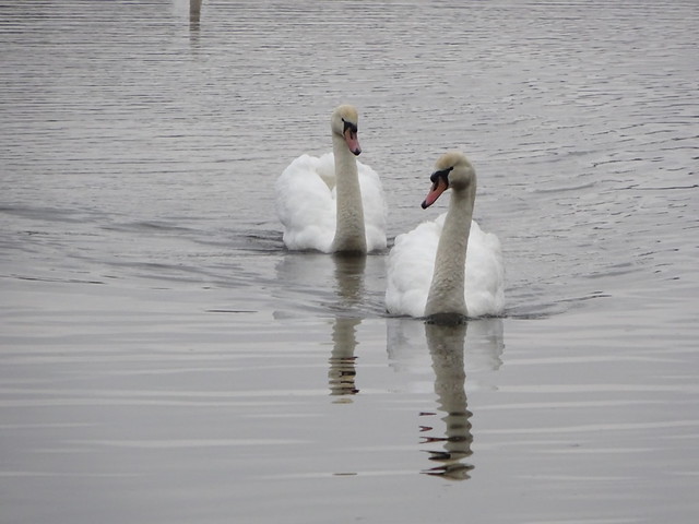 2019-02-21 Swans Fleet Pond, Hampshire ~05