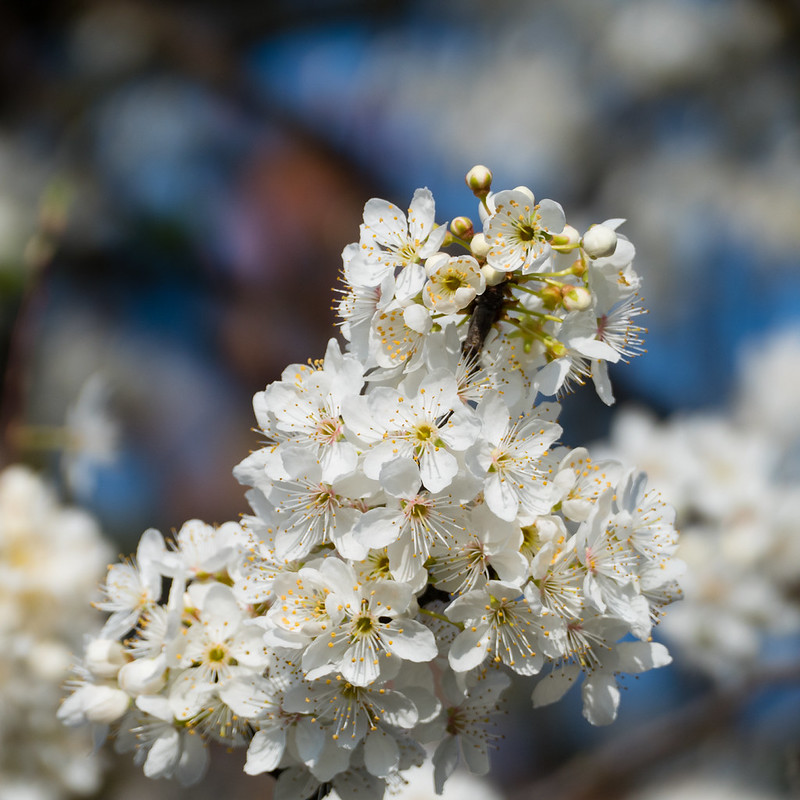 White cherry blossom on a spring-like morning